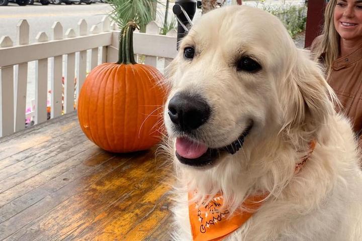 Halloween restaurants that are pet-friendly.