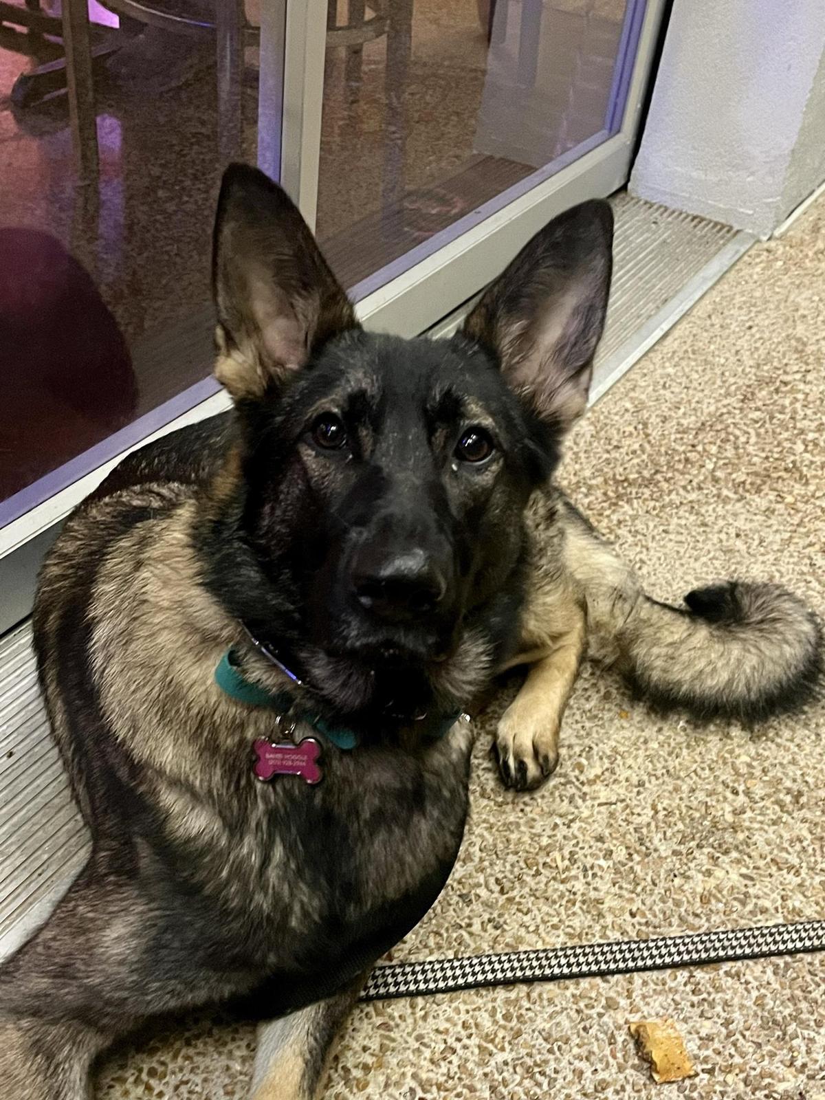 Lost Pizza Co. restaurant view 1