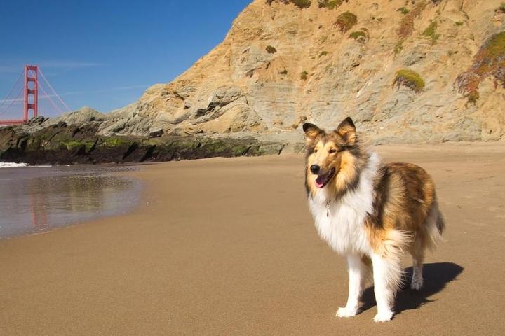 Shetland Sheepdog on Baker Beach in San Francisco, CA.