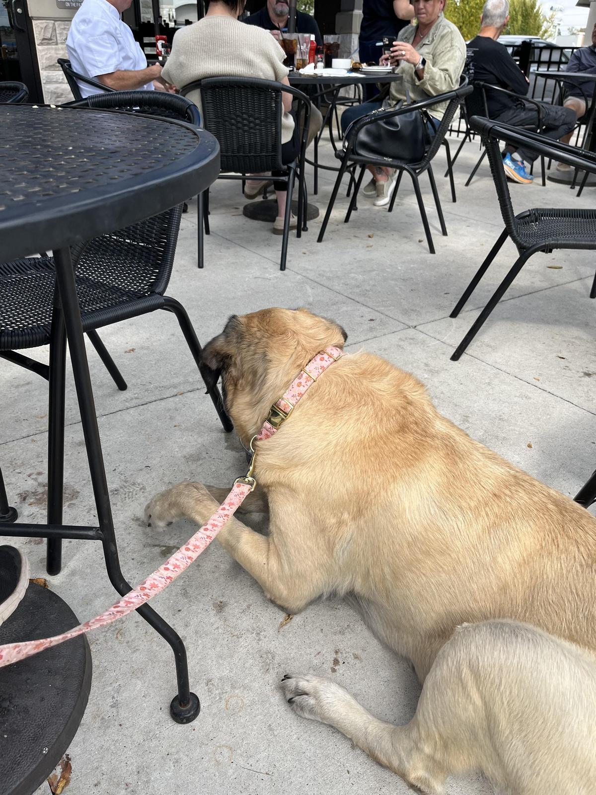 Mike's Tavern restaurant view 2