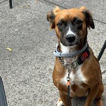 Coal Fire restaurant view 1