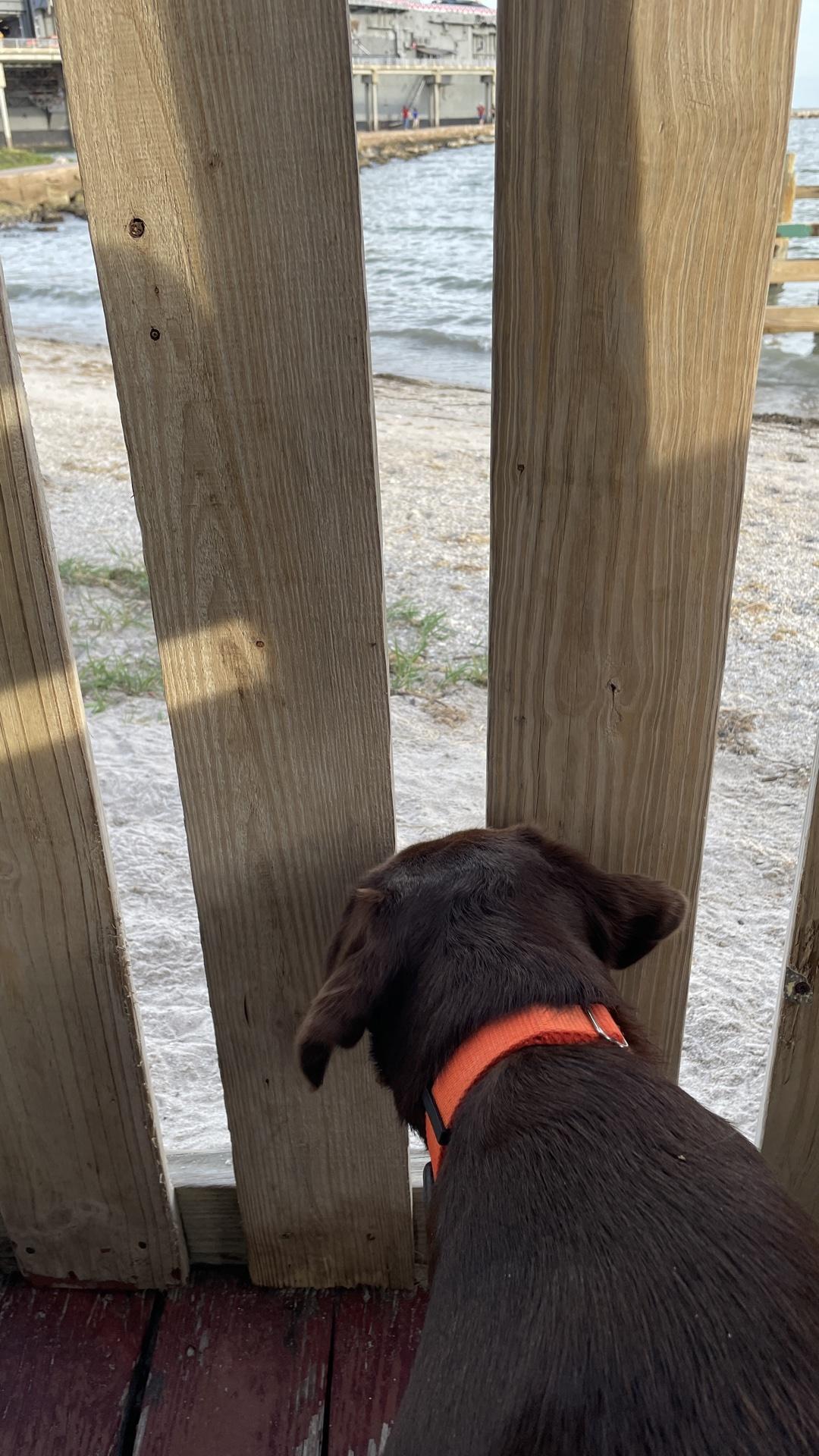 Pier 99 Restaurant restaurant view 3