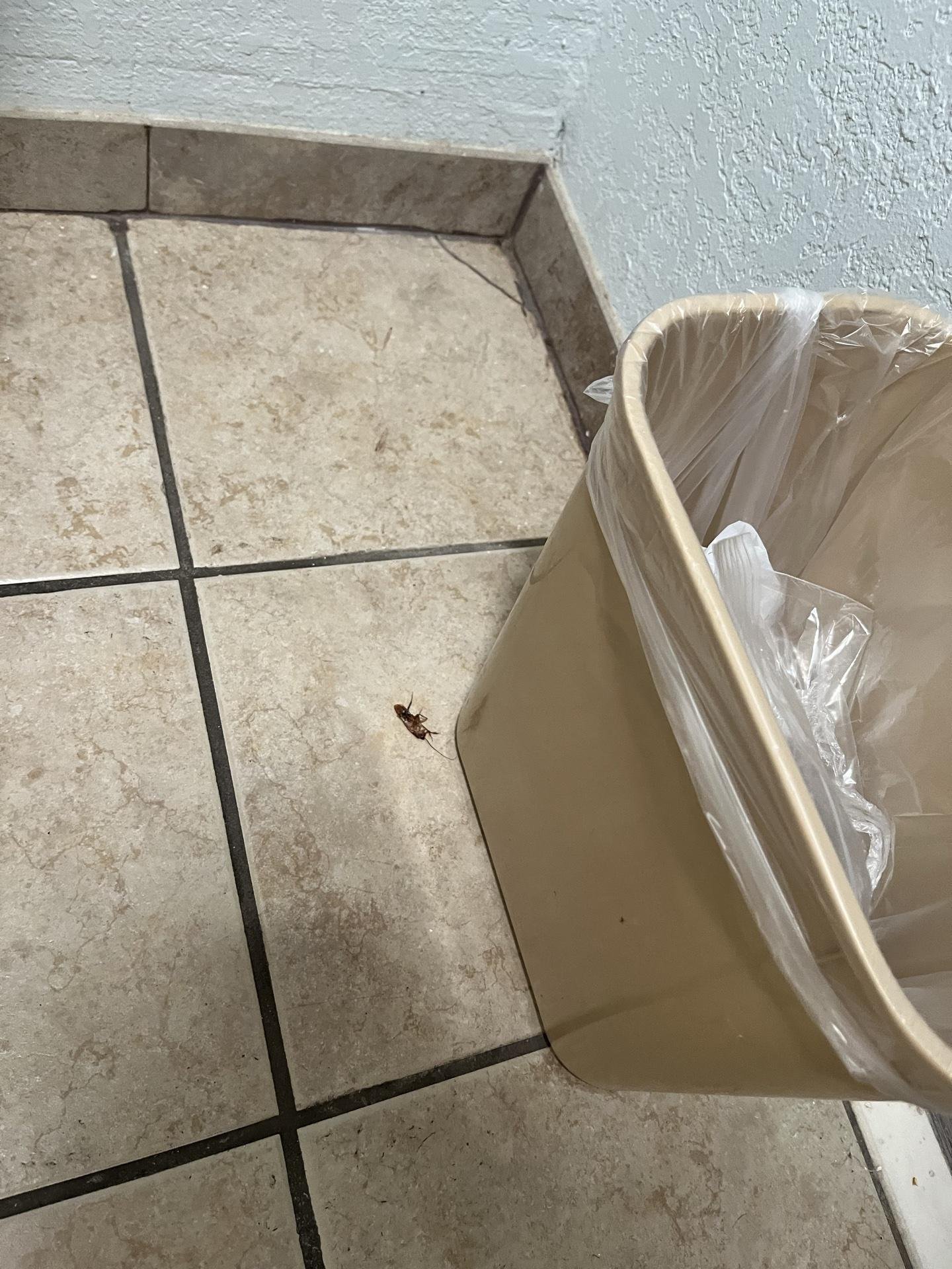 Roaches