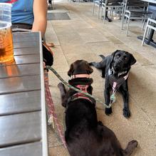 Boudin Bakery restaurant view 1
