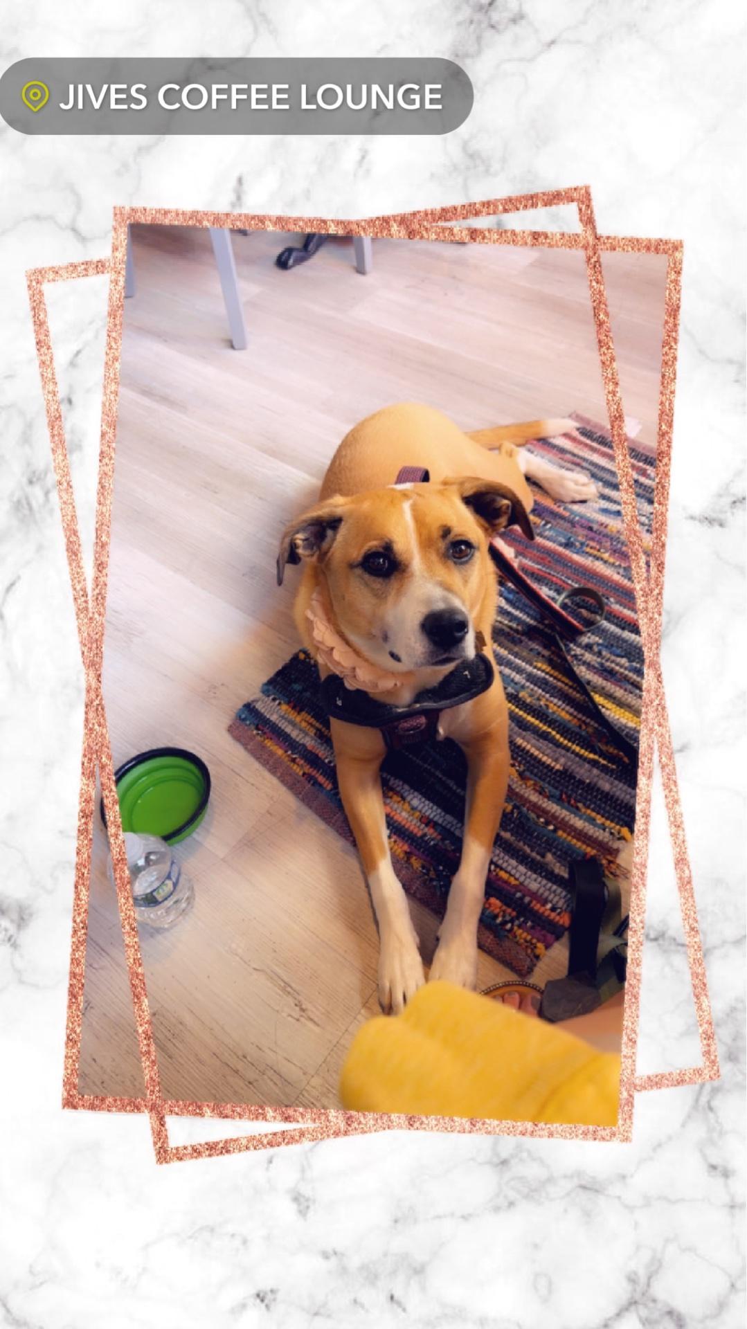 Jives Coffee Lounge restaurant view 3