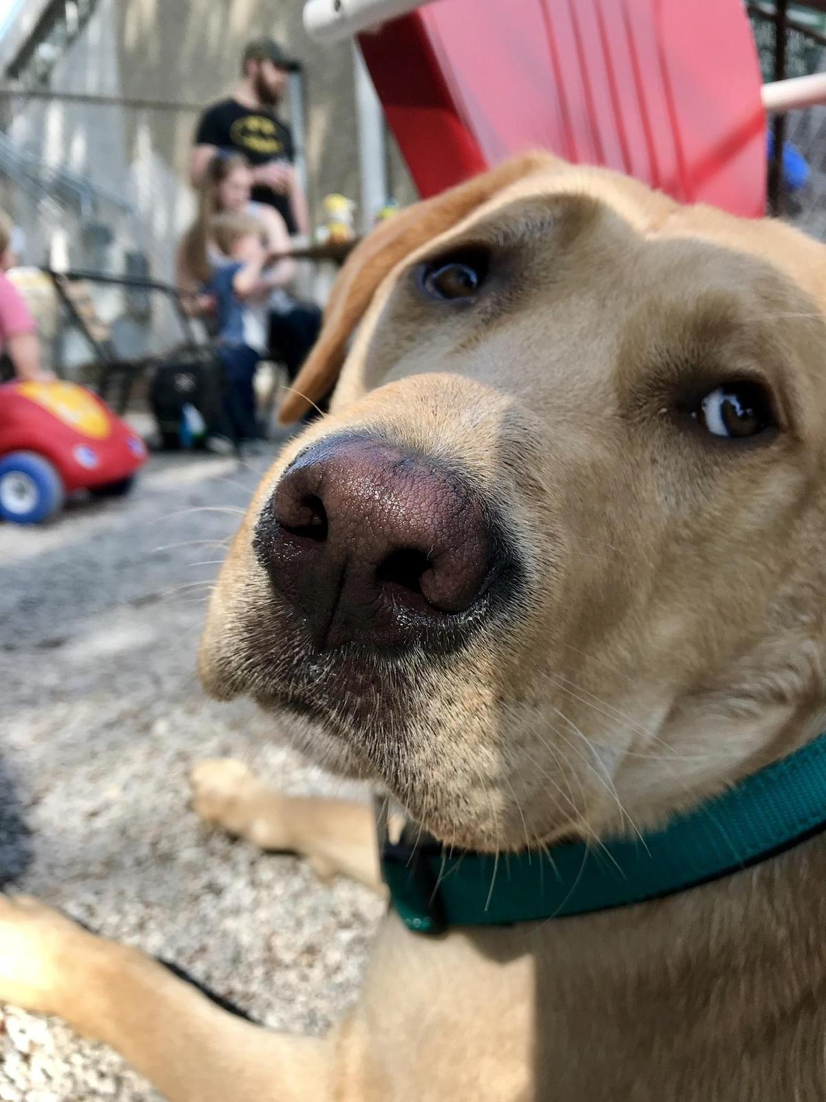 Wilson's Eatery restaurant view 1