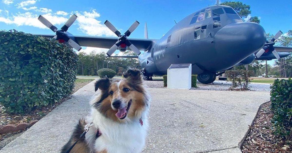 Dog-Friendly Air & Space Museums