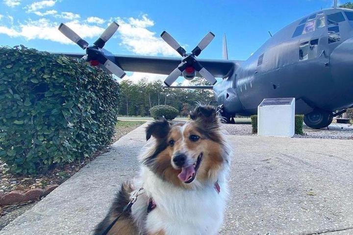 Dog-Friendly Air and Space Museums