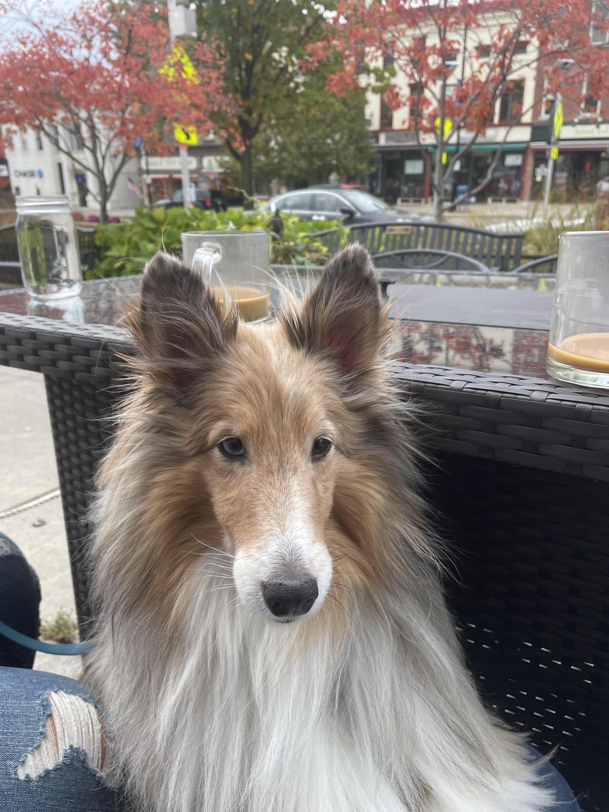 Simply Crepes restaurant view 1