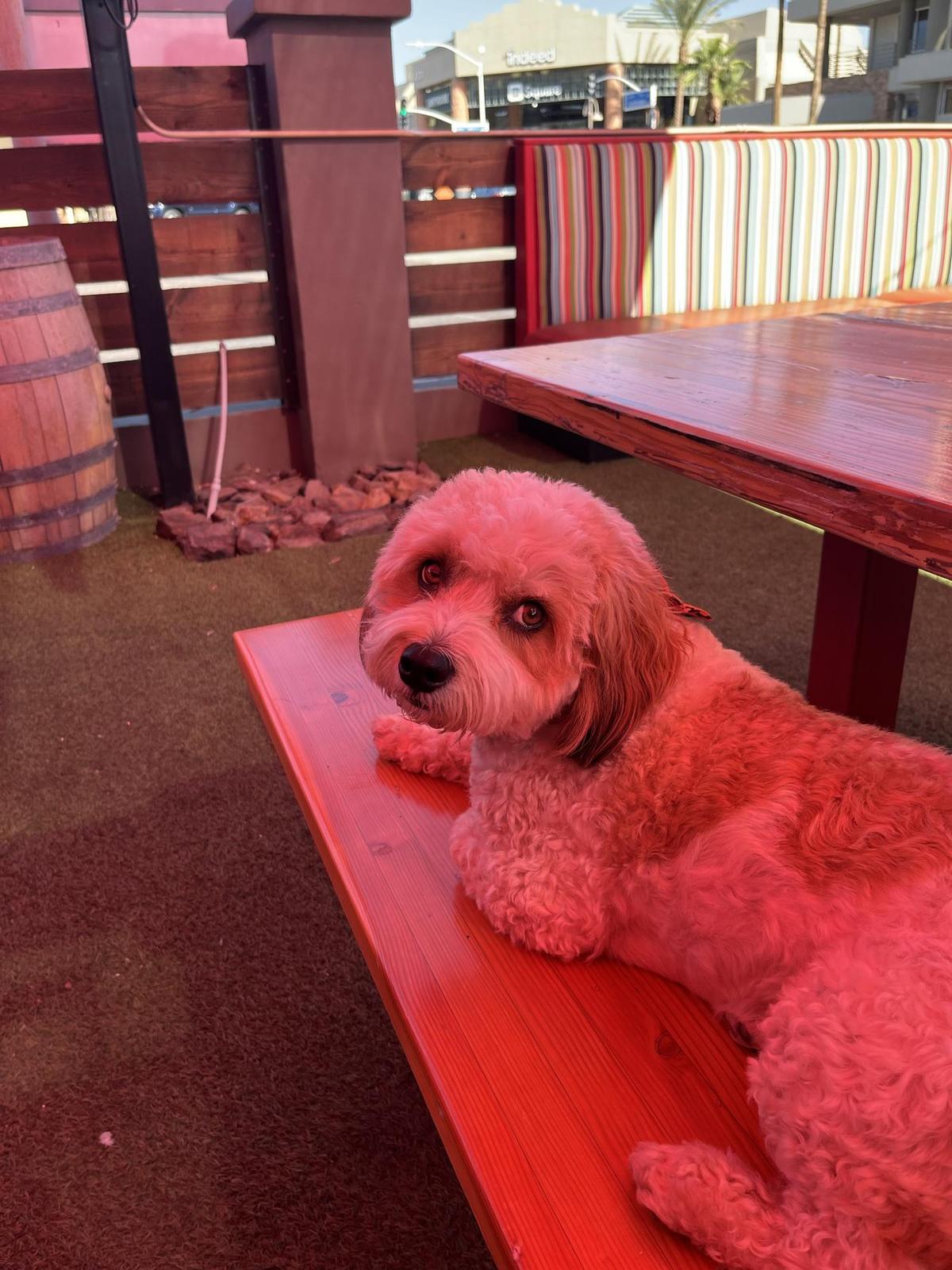 Loco Patron restaurant view 1