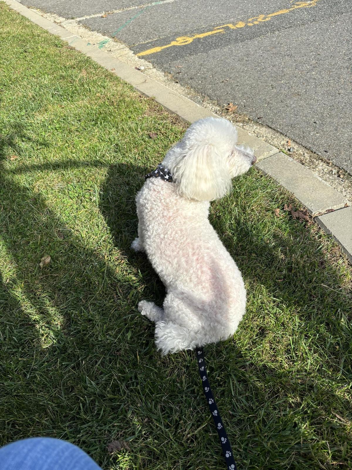Irish Brewing Boston restaurant view 1