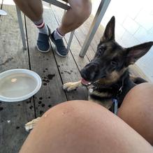 Tortuga's Saltwater Grill restaurant view 4