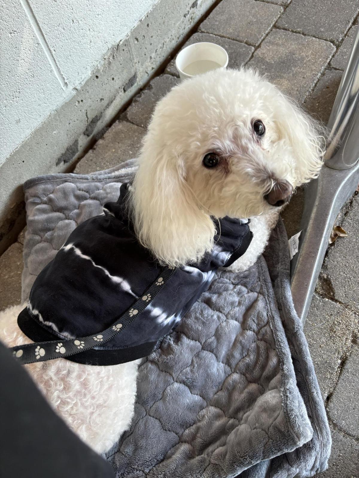 Fat Cat Grill & Bar restaurant view 1