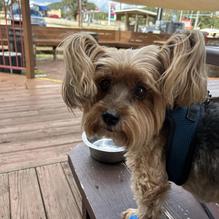 River Rose Tavern restaurant view 2