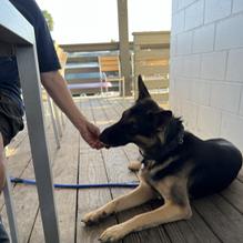 Tortuga's Saltwater Grill restaurant view 2