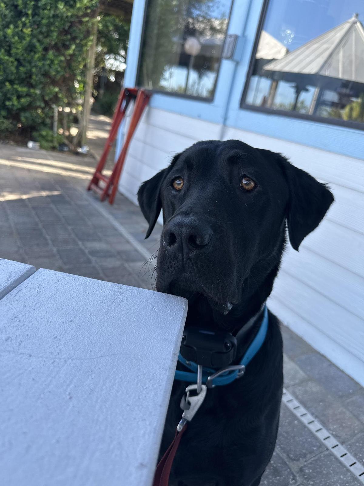 Kingfish Grill restaurant view 1