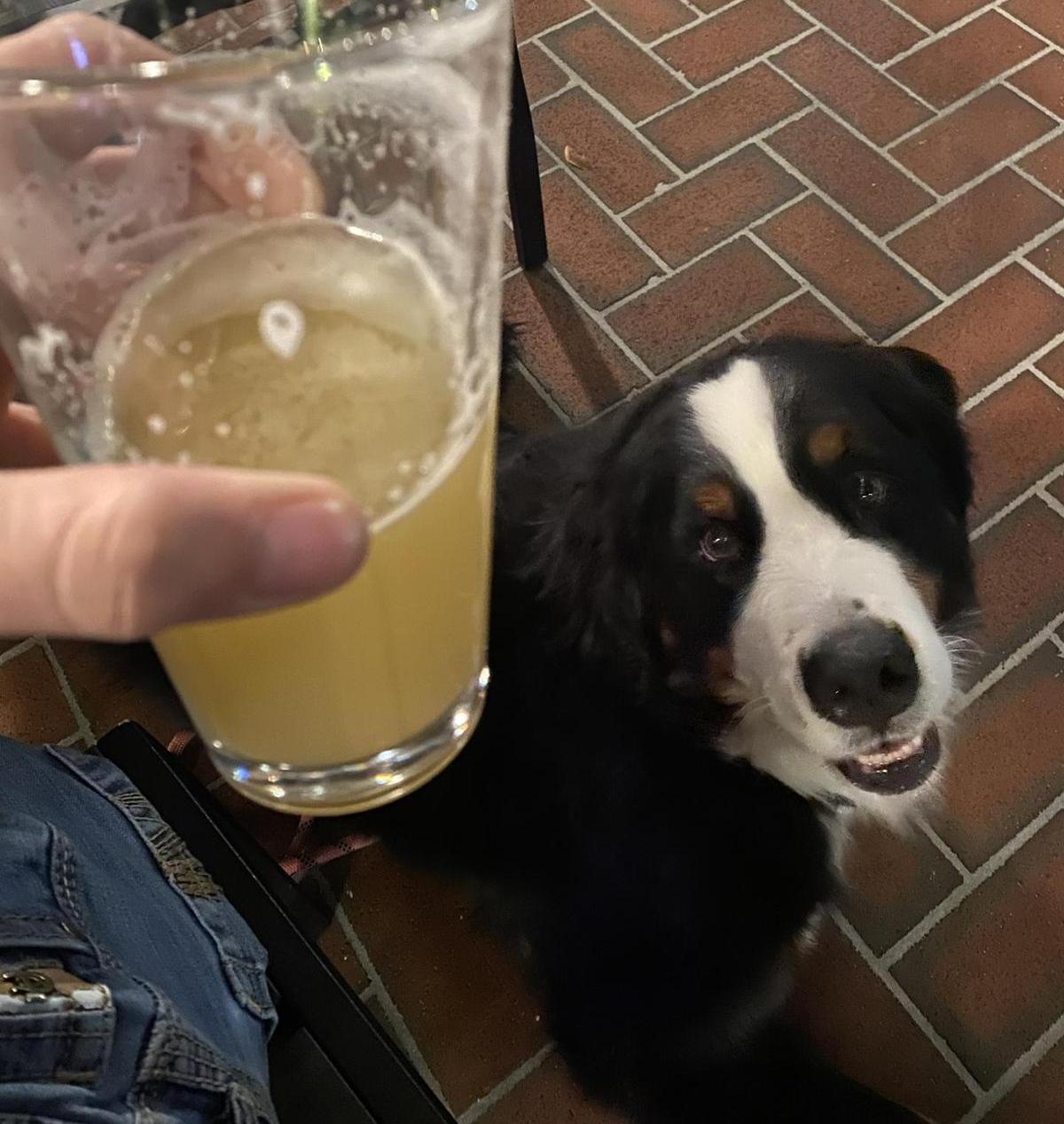Pet Friendly World of Beer Fowler