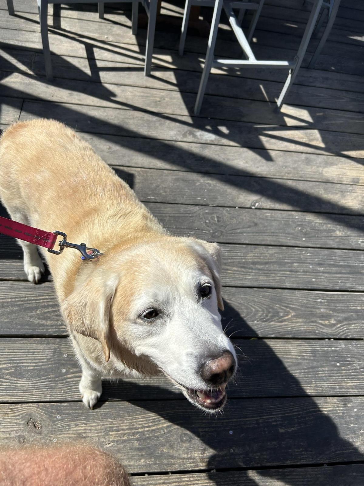 Coconuts Beach Bar & Grill restaurant view 1