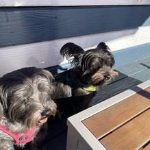 CP Schuckers Shore Dr. restaurant view 1