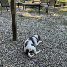 Backwoods Crossing restaurant view 2