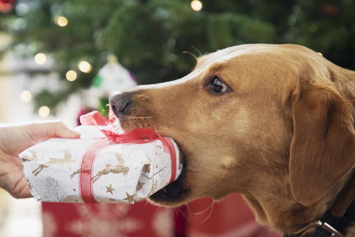 Gifts for Dogs and Dog Lovers