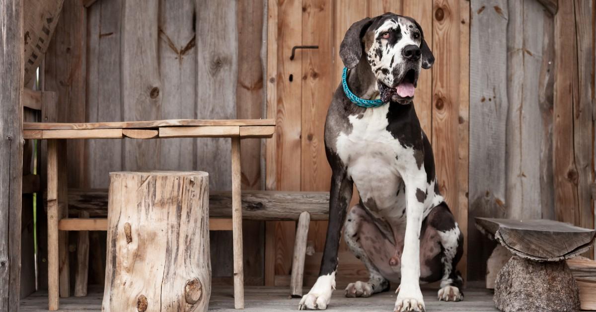 Best Rustic Dog-Friendly Airbnb in Every State