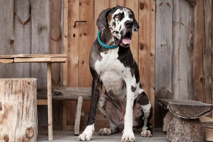 Rustic Airbnb Vacation Rentals to Stay With Your Dog