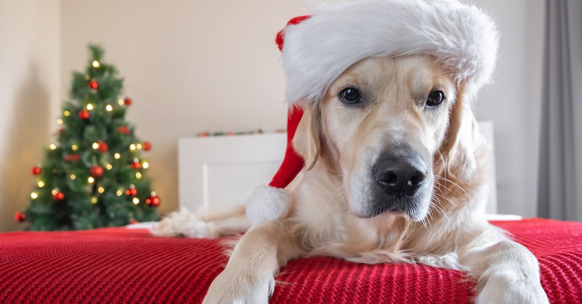 "Waiting right here for Santa Paws."