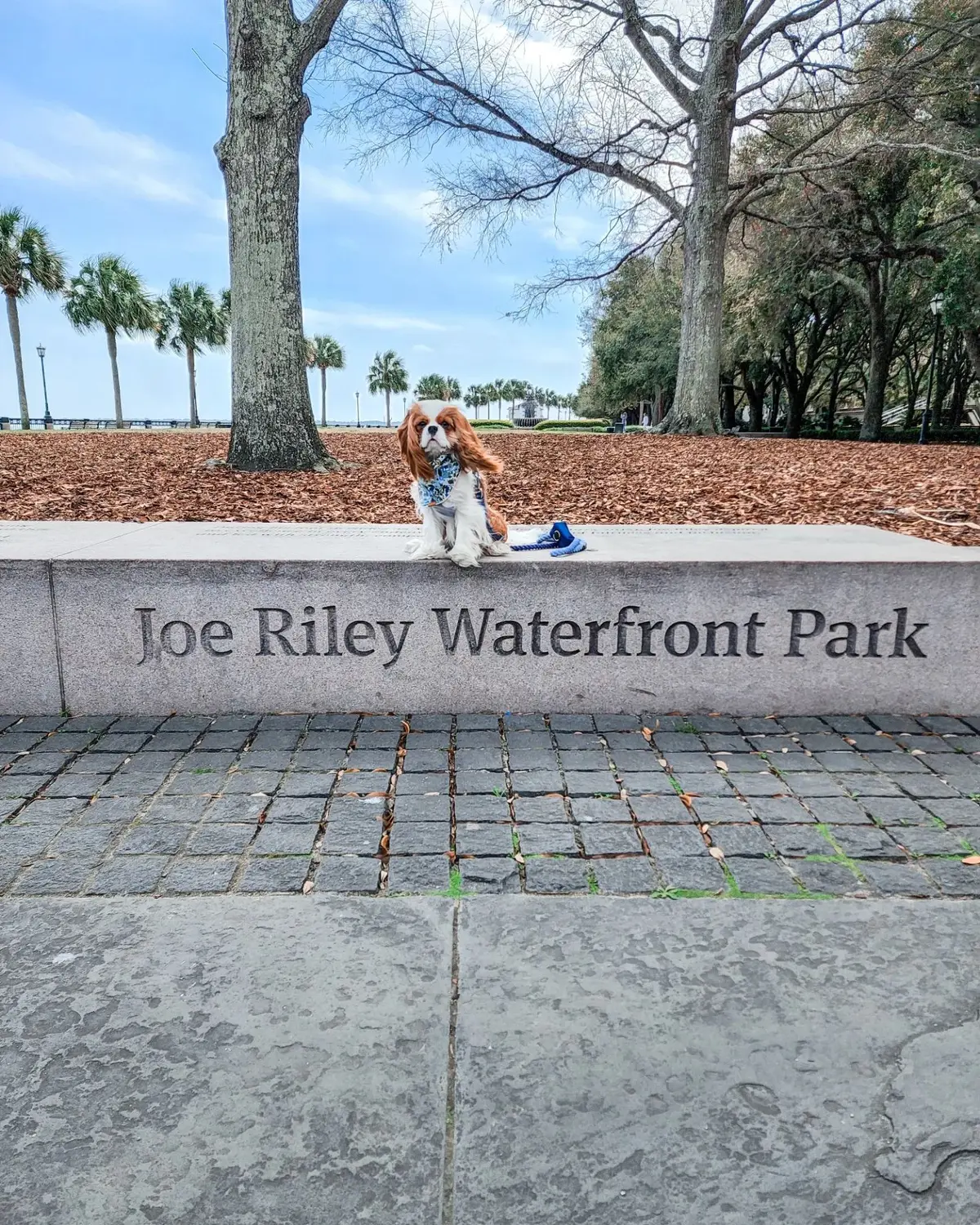 Joe Riley Waterfront Park Photos
