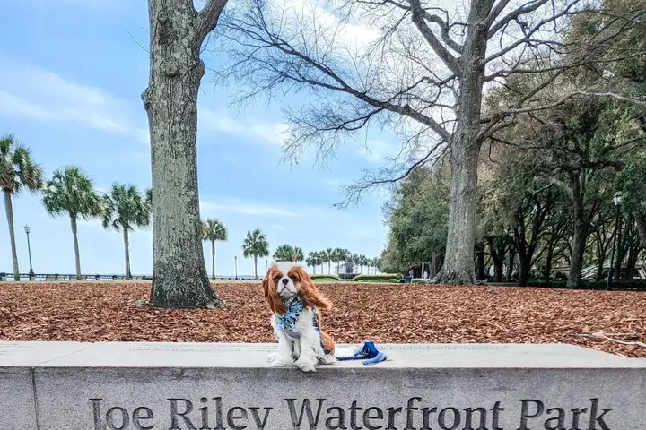 Pet Friendly Charleston Waterfront Park