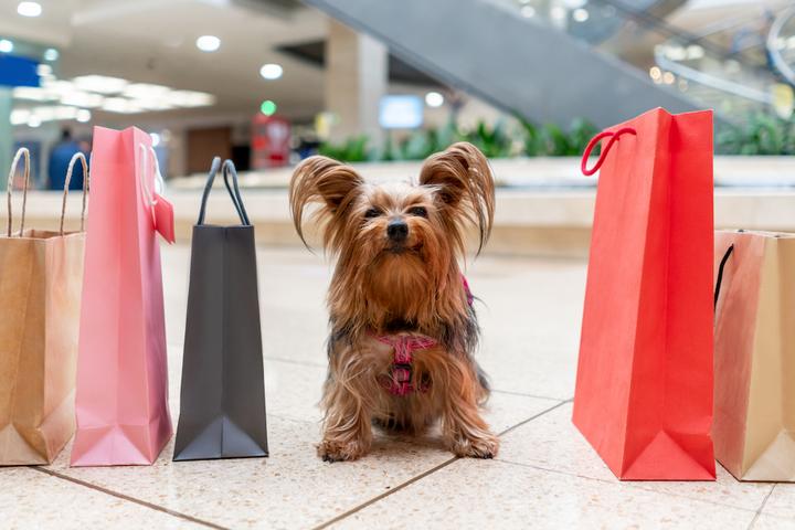 A small dog at a pet-friendly shopping mall.