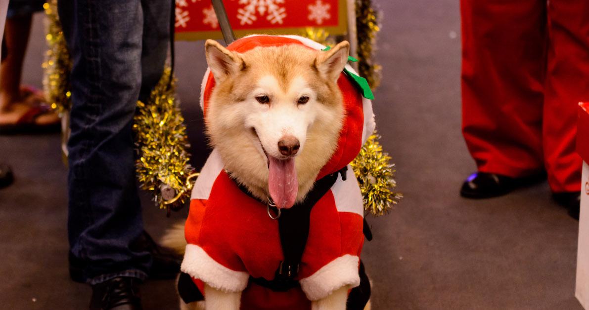 Dog friendly parades to attend this holiday season.