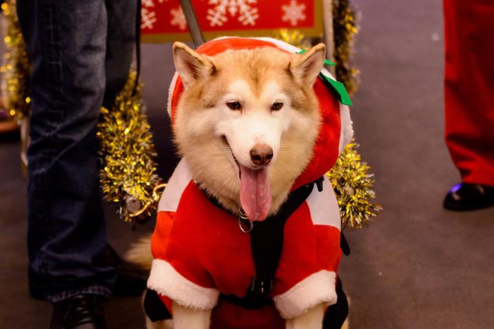 Dog friendly parades to attend this holiday season.