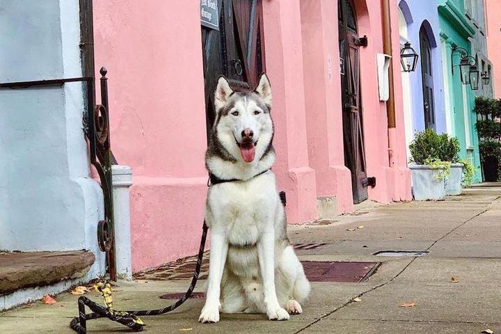 A dog on Rainbow Row in Charleston, SC