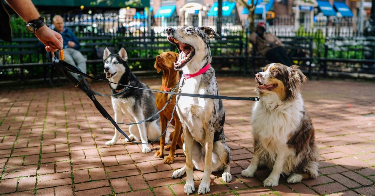 New Dog Parks and Pet-Friendly Attractions: November 2023