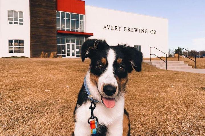 Pet Friendly Avery Brewing Company
