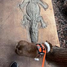 Big Pines Lodge restaurant view 1