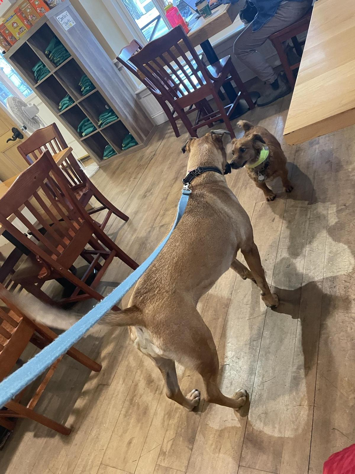 Dog Friendly Restaurants in Manchester VT BringFido