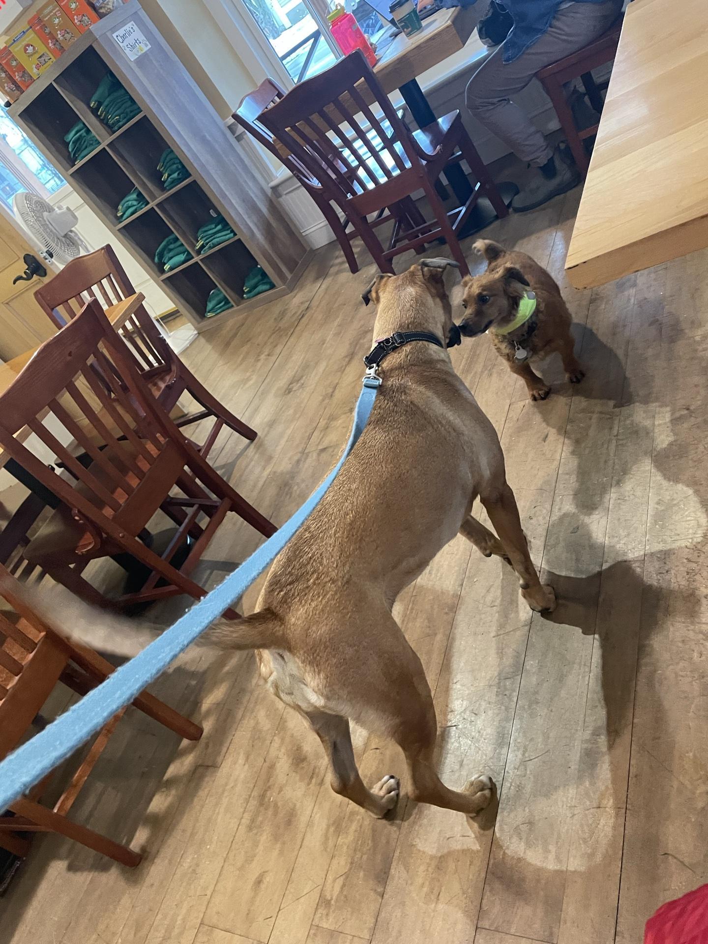 Pet Friendly Charlie's Coffee House