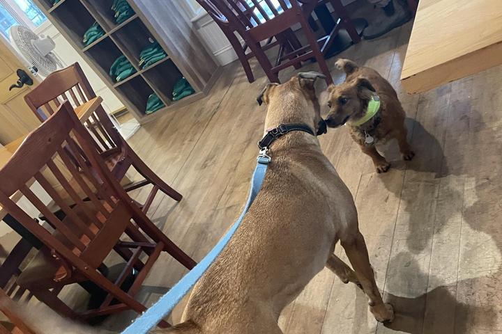 Pet Friendly Charlie's Coffee House