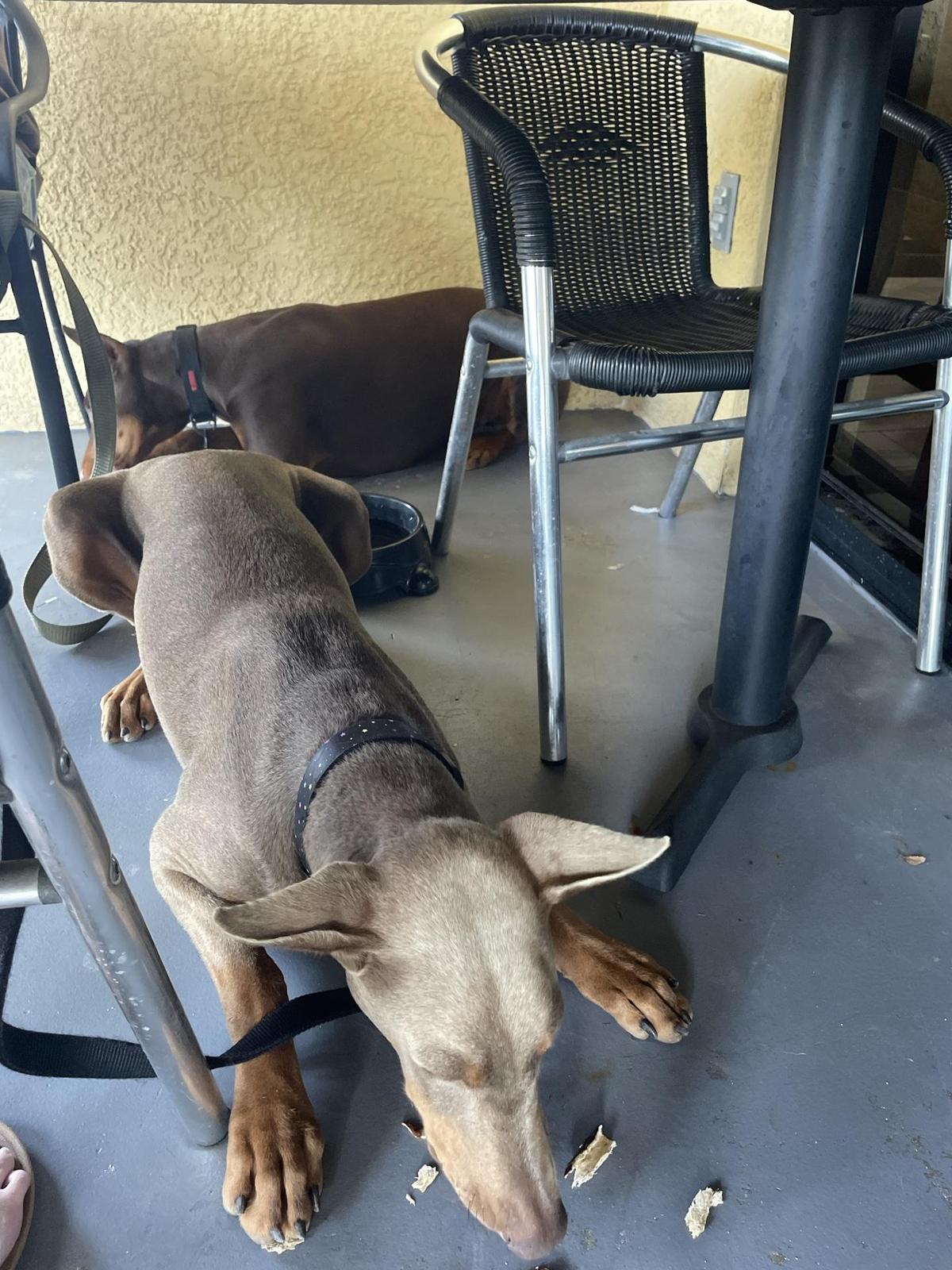 House of Omelets restaurant view 1