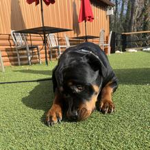 Foster’s Grille restaurant view 1