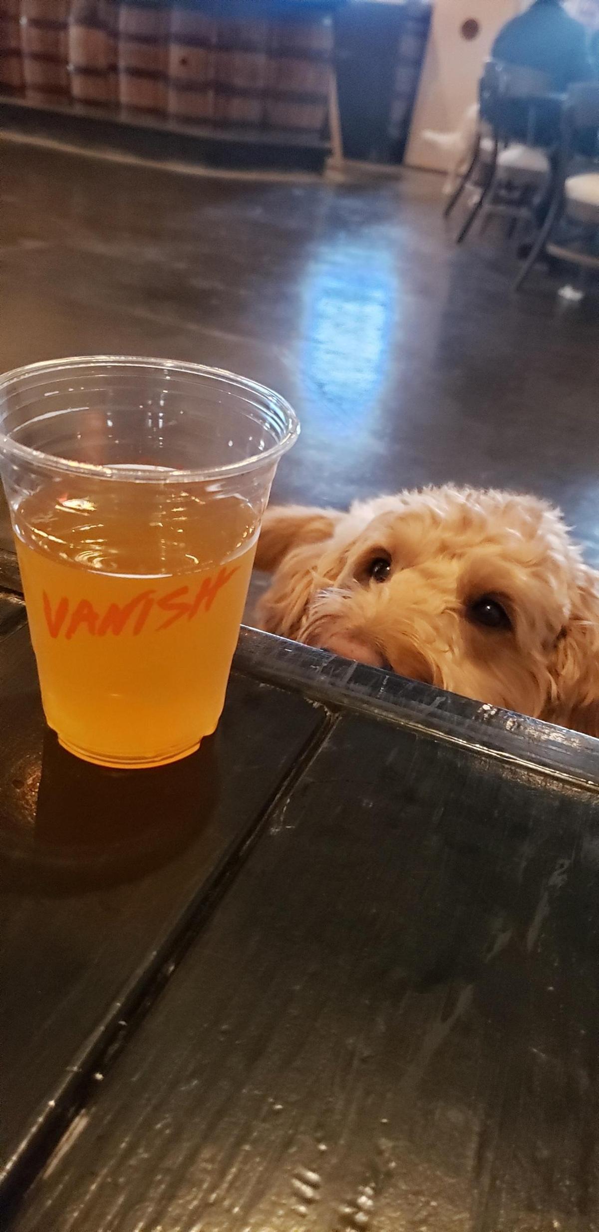 Vanish Brewery restaurant view 3