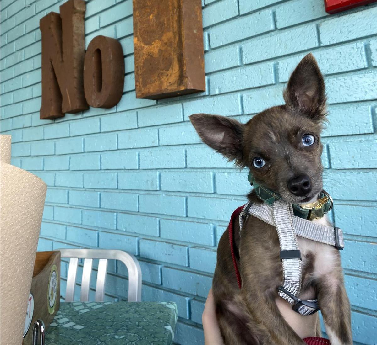 Pet Friendly Willy Taco Spartanburg