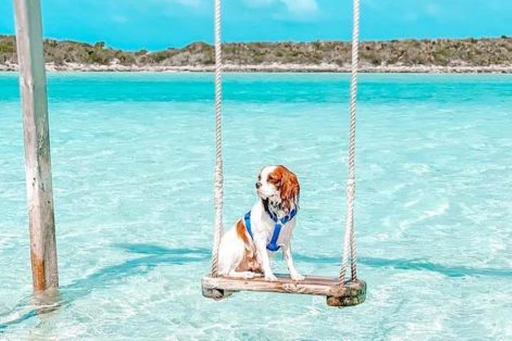 A dog enjoys the Caribbean Sea in Exuma, Bahamas.