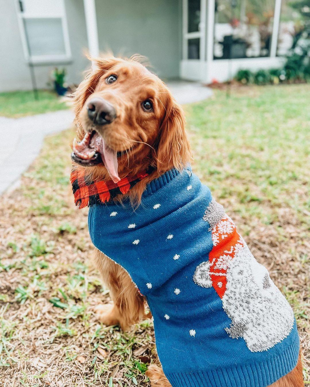 Pugly hotsell christmas sweater