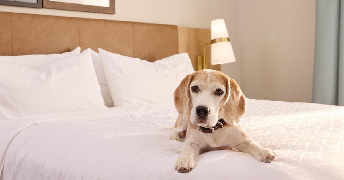 New Pet-Friendly Hotels: December 2023