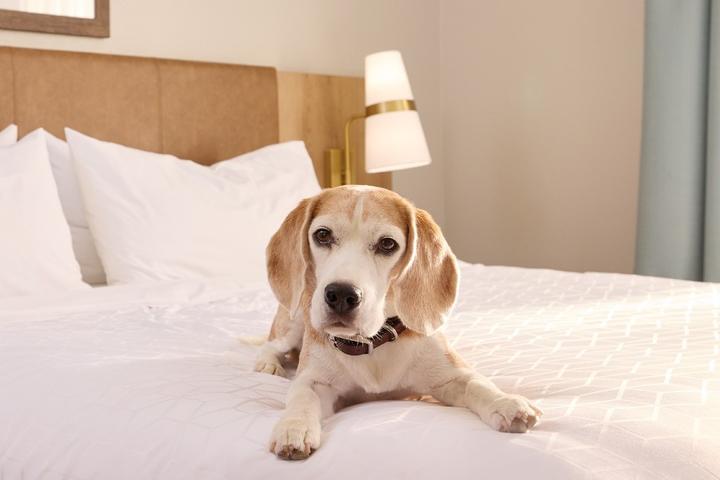 New Pet-Friendly Hotels: December 2023