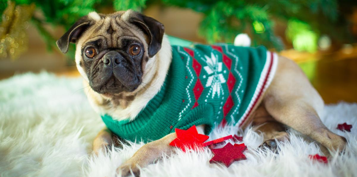 Pug christmas sale sweaters