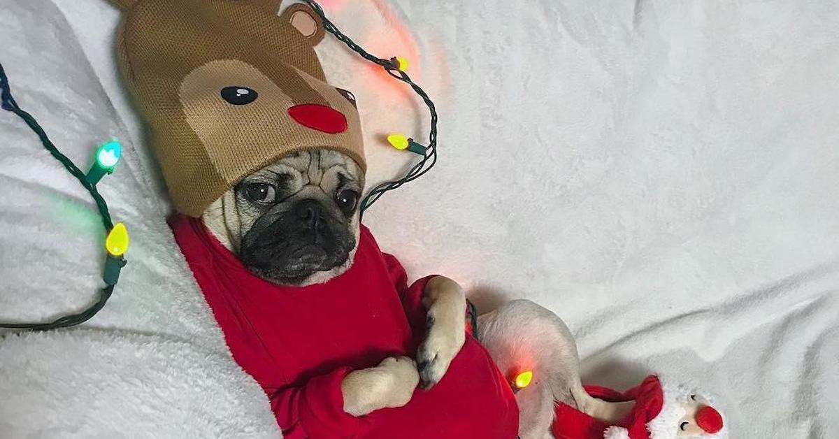 Pug in reindeer antlers and santa booties